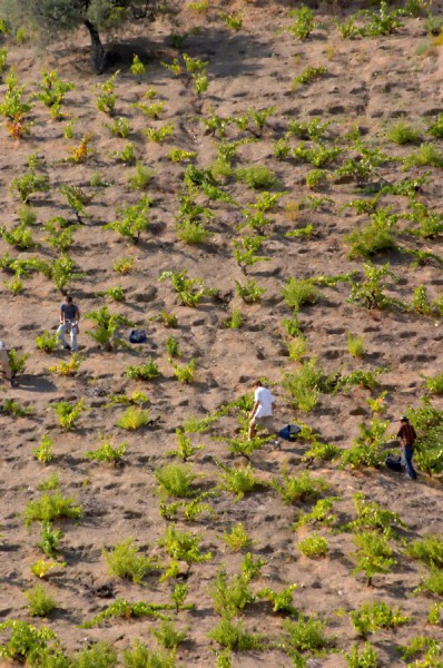 Llicorella soil. Terraced vineyard. Priorato, Catalonia, Spain