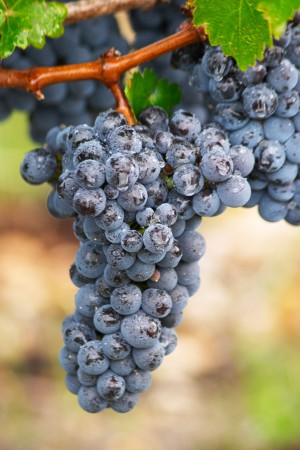 Bunch of ripe grapes. Cabernet sauvignon