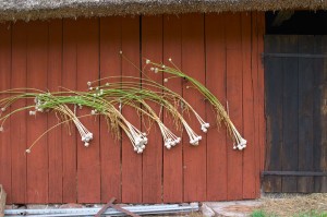 Garlic drying on a wall