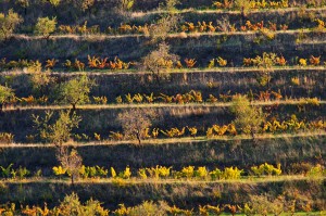 Terraced vineyard. Priorato, Catalonia, Spain