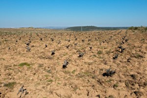 sandy soil