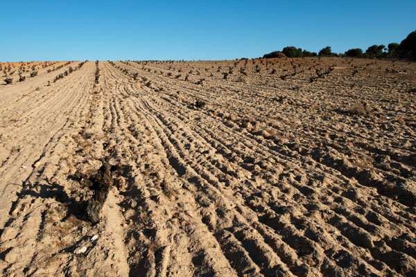 Sandy soil in a vineyard in Castile and Leon in Spain