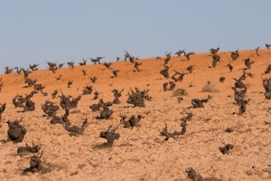 sandy soil vineyard in spain