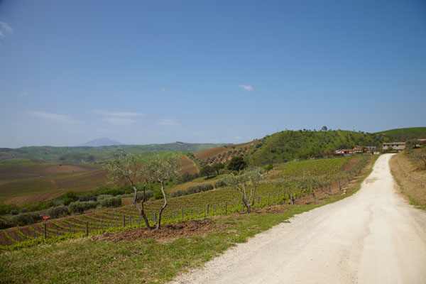 The landscape at Tenuta Regaleali in Sicily