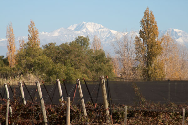 Finca Flichman vineyards and the Andes in Mendoza, Argentina