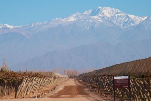 andes and vineyard in Argentina