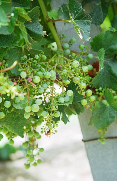 Unripe grapes. Suffering from coulure, poor fruit setting