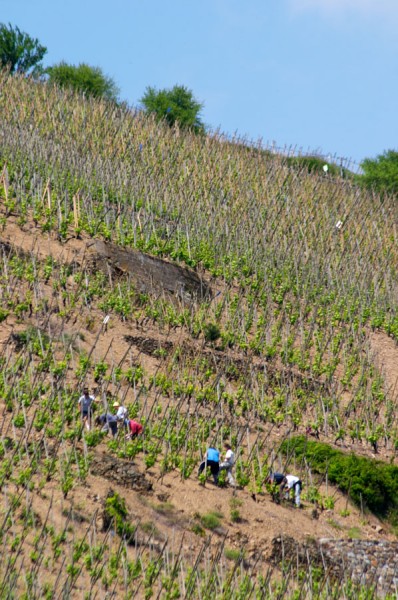 Vineyard workers on a steep hill