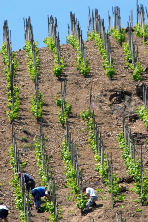 Vineyard workers on a steep hill