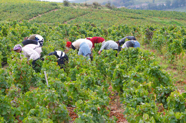 Harvest workers picking grapes