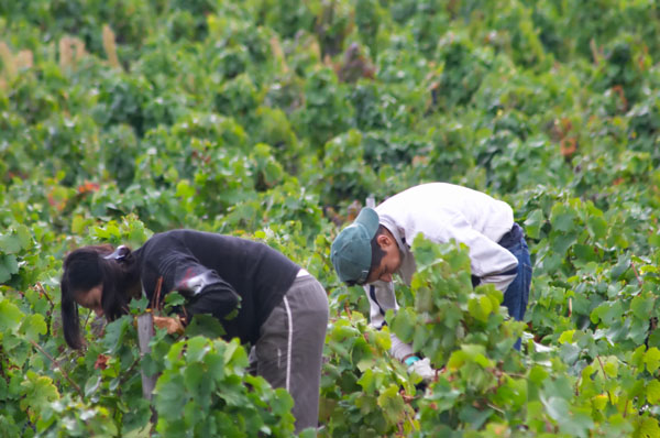 Harvest workers picking grapes