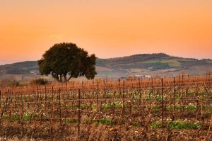 languedoc winter landscape