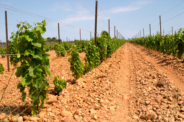 Marselan, recently planted vines