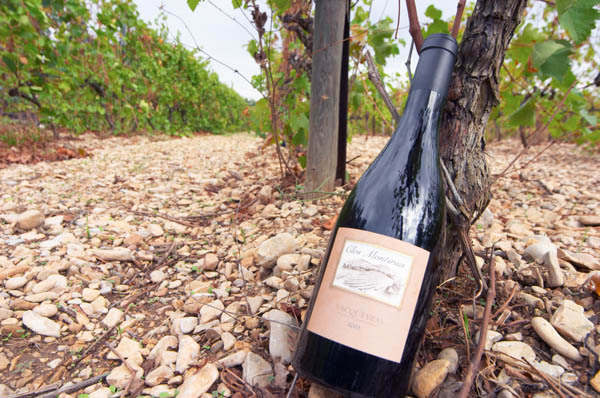 A bottle in the vineyard at Domaine Montirius