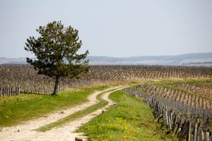 vineyards in Chablis