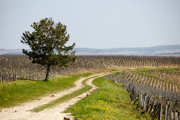 Vineyards in Chablis