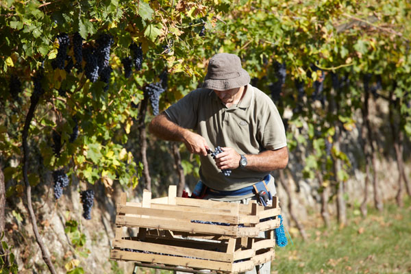 Picking and sorting grapes in the vineyard