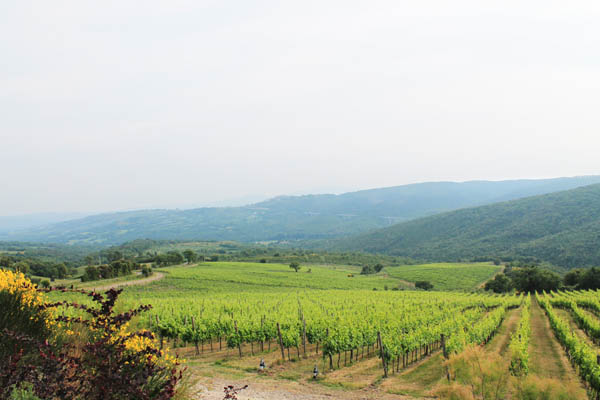 View over the vineyards at L'Impostino