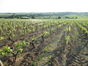 loire vineyards