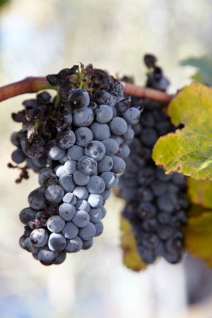 Negroamaro grape bunch