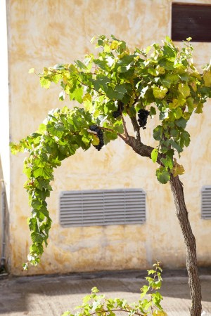 A negroamaro grape vine trained in alberello