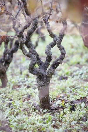 An alberello trained vine