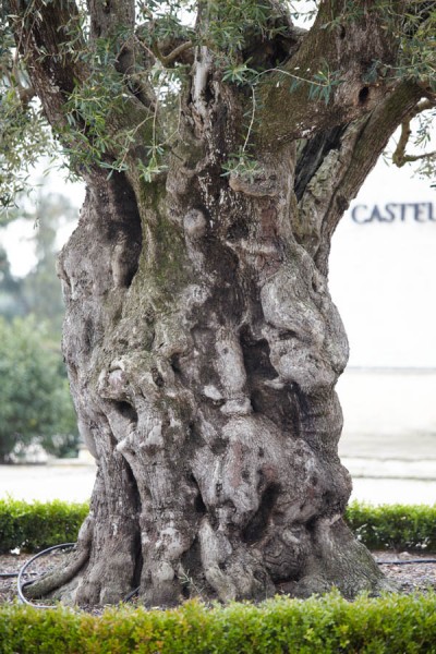 A very old olive tree