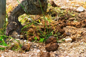 manure in the vineyard