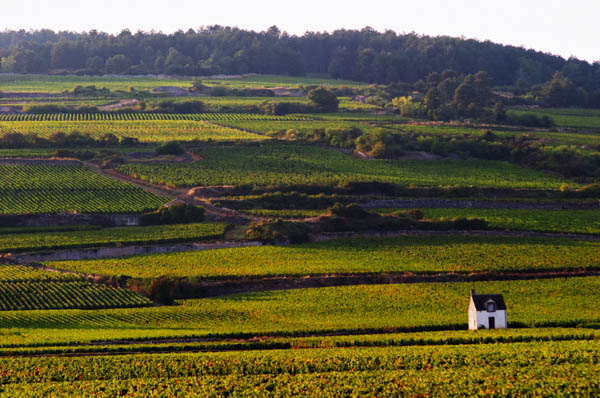 Vineyards in Burgundy