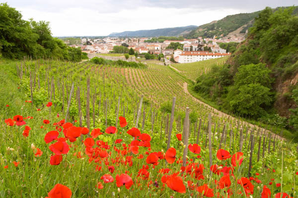 Poppies in the vineyards in the Rhone Valley