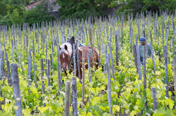 Ploughing in the vineyards with a horse in the Rhone Valley