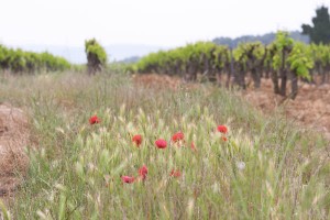 flowers in the vineyard in languedoc