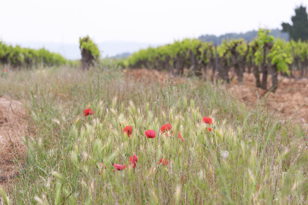 Flowers in the vineyards in Languedoc