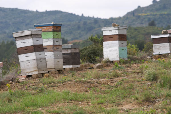 Beehives near a vineyard to enhance biodiversity