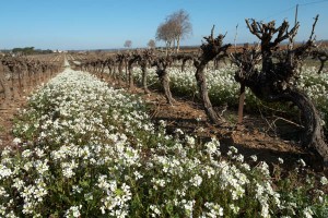 flowers in the vineyard in languedoc