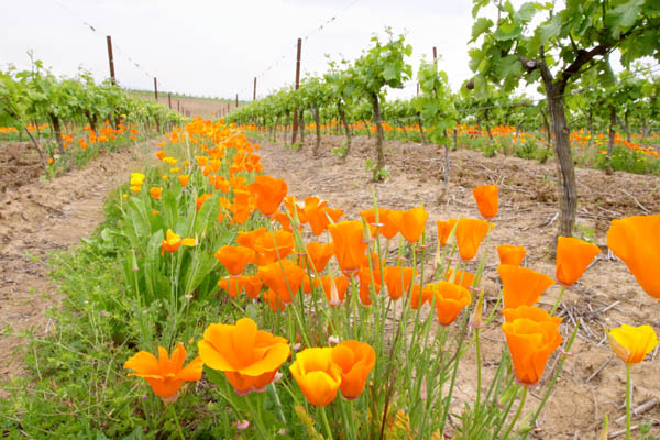 Flowers in the vineyards in Limoux