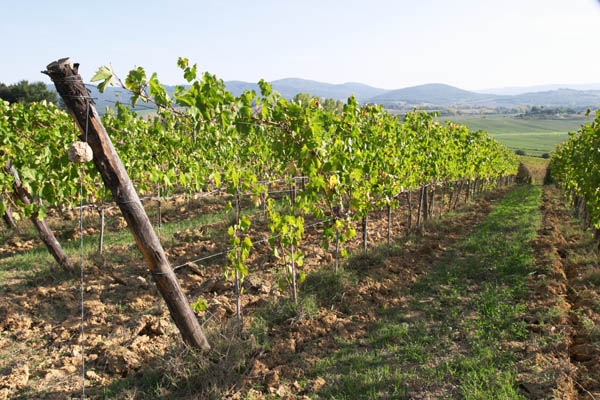 Organic vineyards in Tuscany