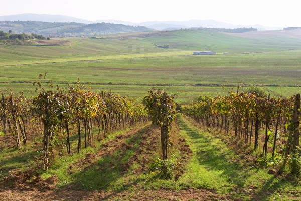 Organic vineyards in Tuscany