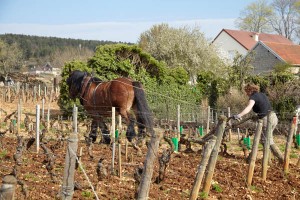 tilling with a horse in the vineyard