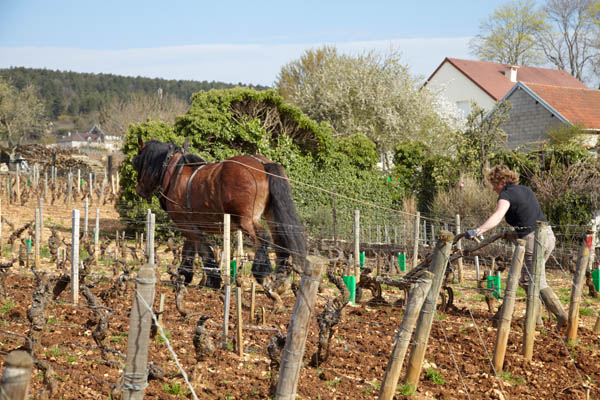 Ploughing with a horse in the vineyards in Musigny, Burgundy