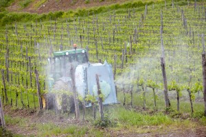 spraying in the vineyard