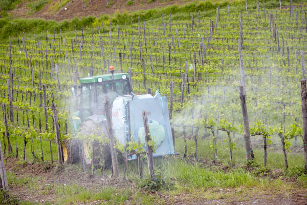 Spraying in the vineyards