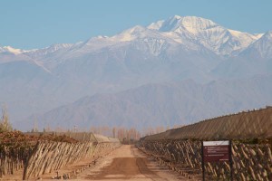 vineyard in Chile