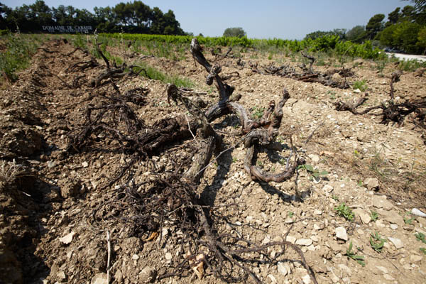 Grubbed-up vines with long roots