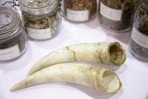 Cow horn and herbs used in biodynamic wine making