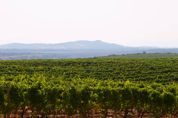 Rows of vine in the vineyard.