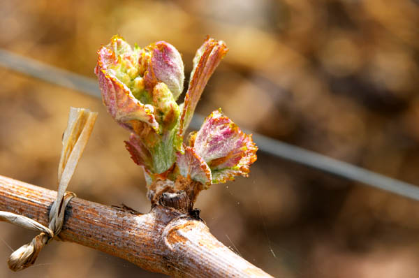 Bud burst on the vine in a vineyard in Saint Emilion, Bordeaux