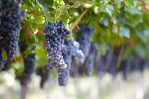 ripe corvina veronese grapes