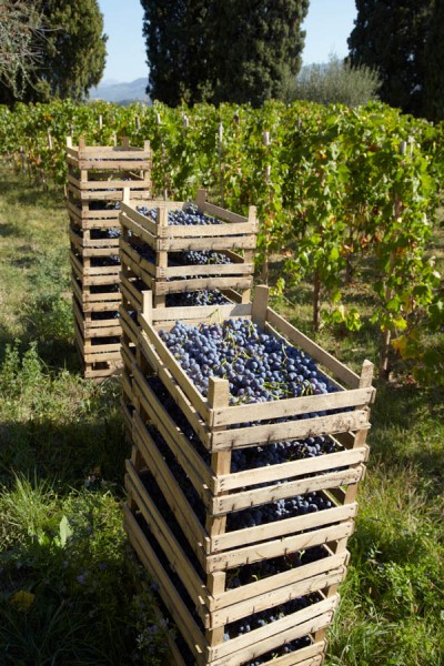 Harvesting grapes in Valpolicella for amarone