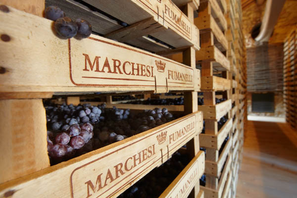 Wooden trays stacked with grapes for amarone in the fruttaia drying room